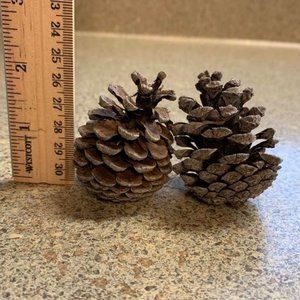 Natural Pinecones (set of 12)